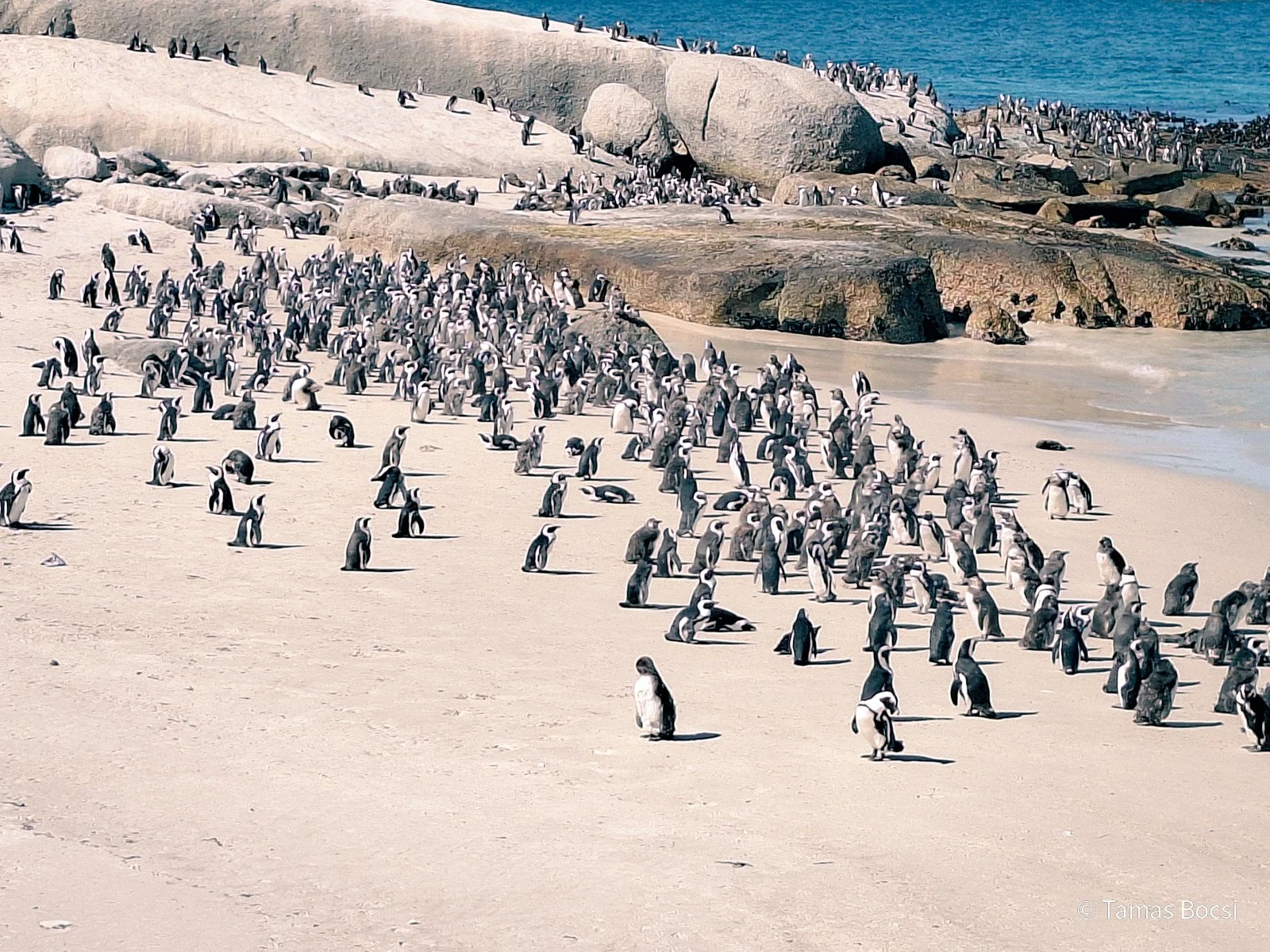 African penguins on Boulders Beach