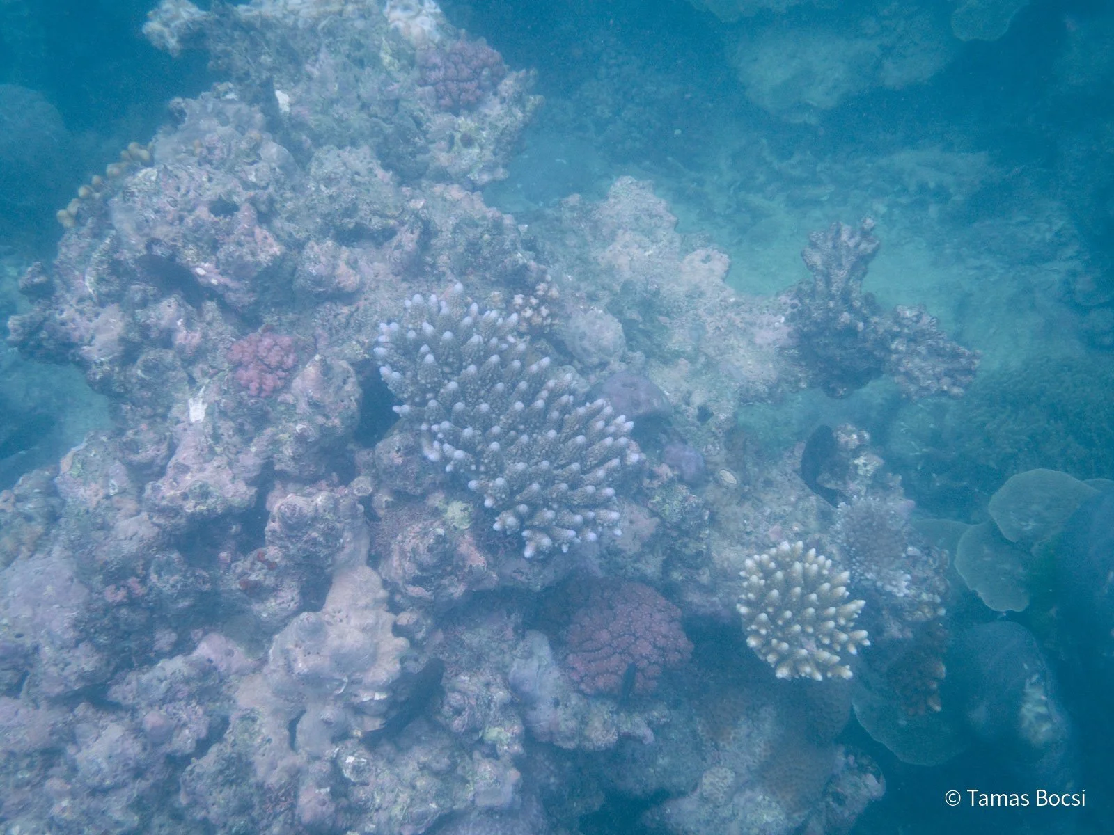 Great Barrier Reef Excusion