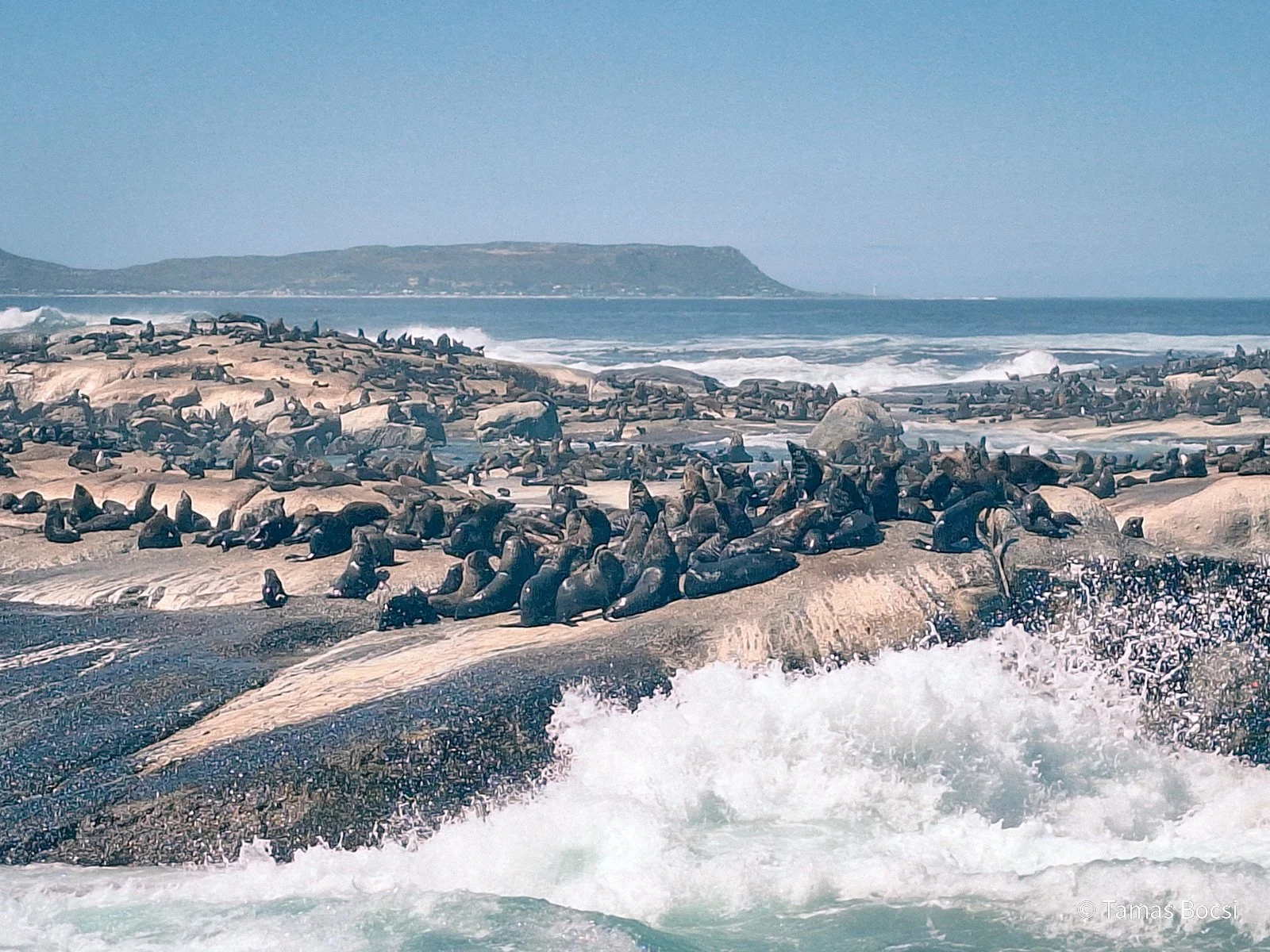 Seals on Duiker Island