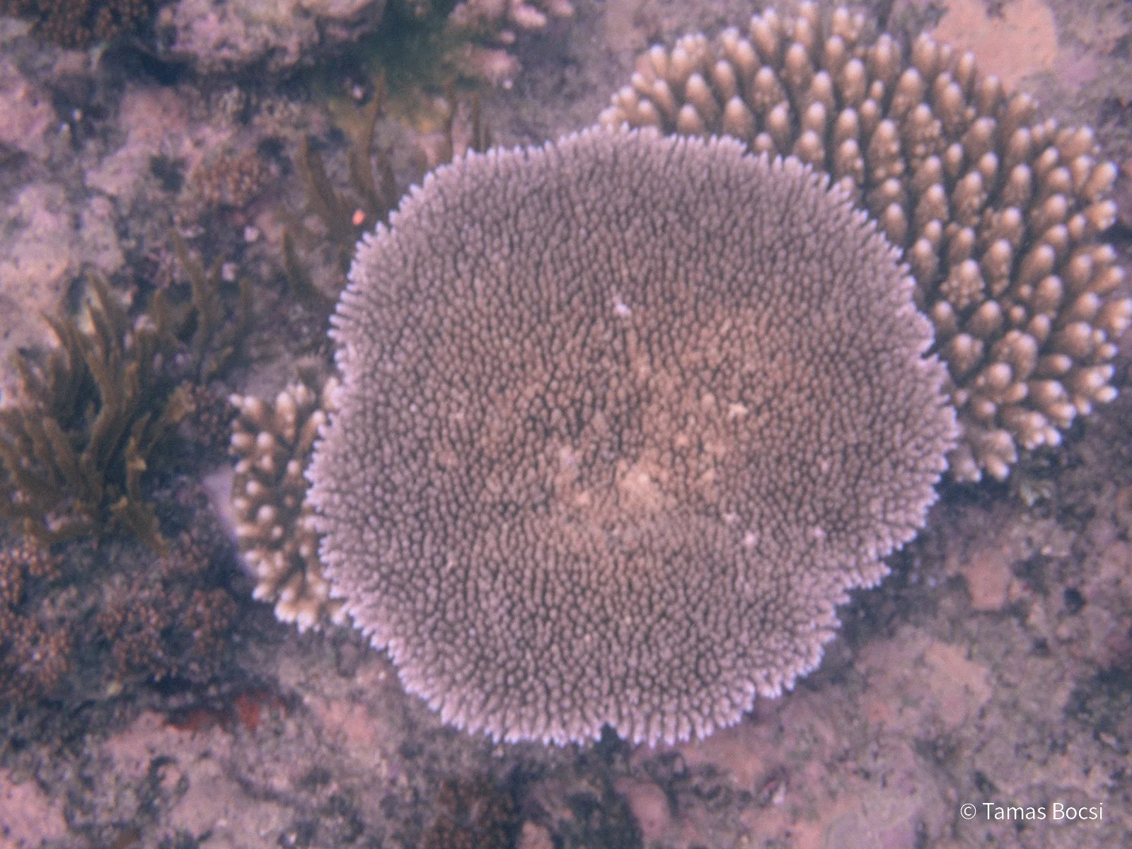 Great Barrier Reef Excusion