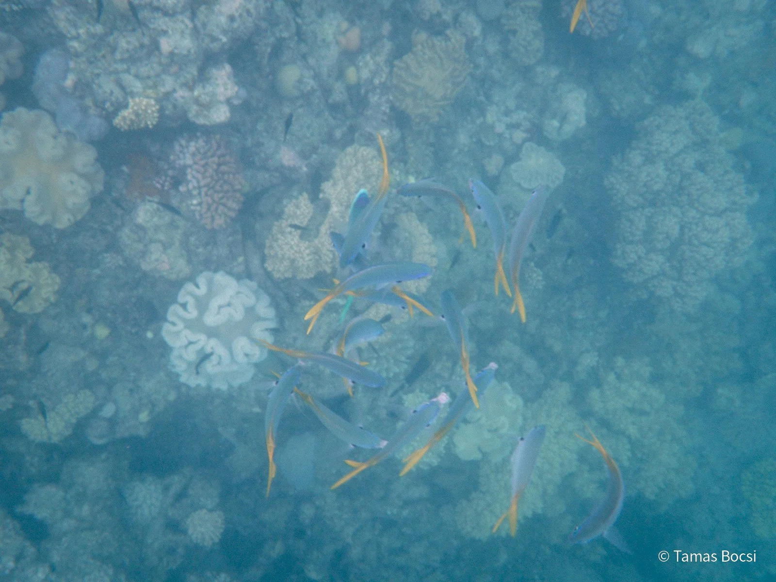 Great Barrier Reef Excusion