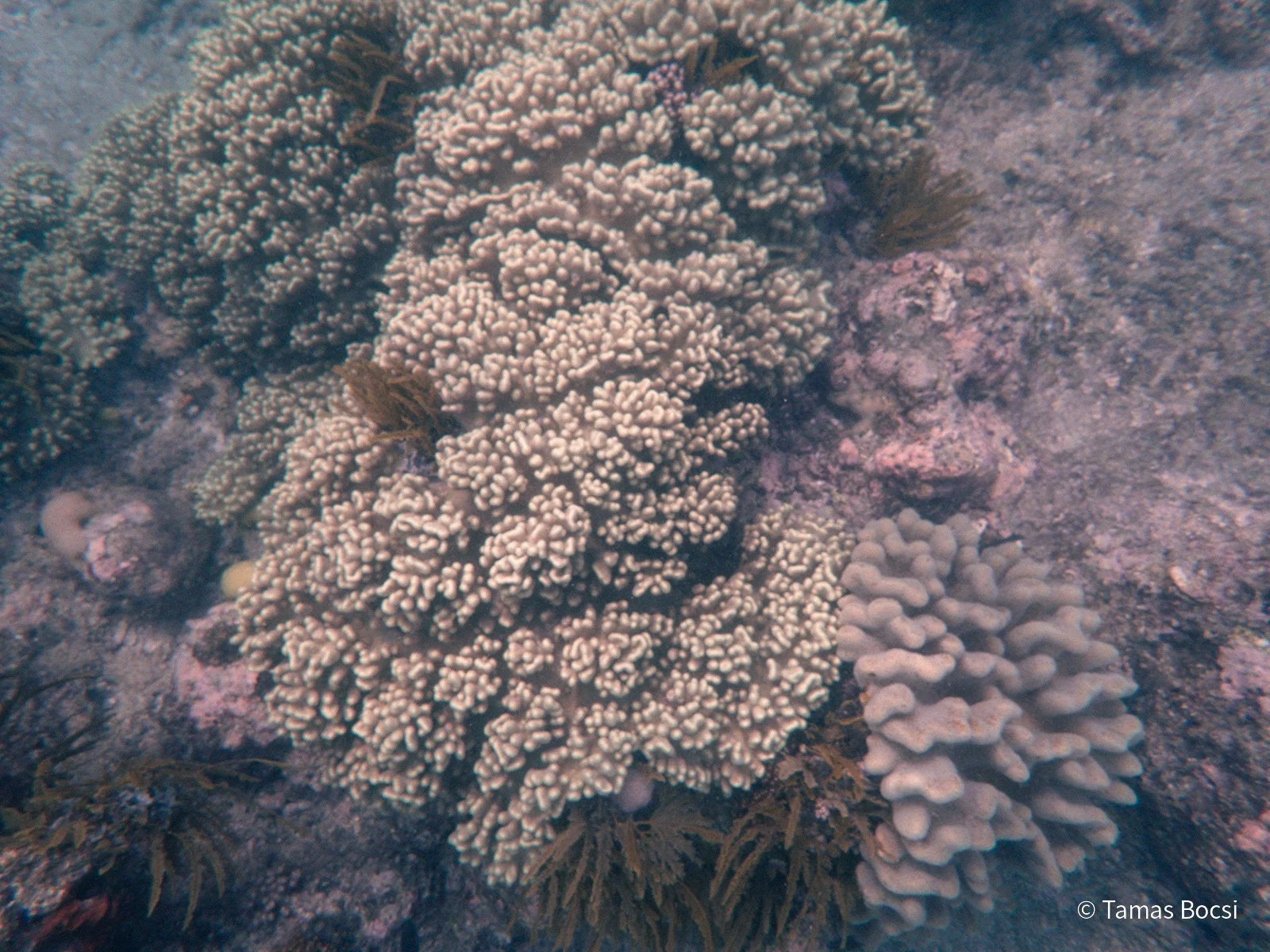 Great Barrier Reef Excusion