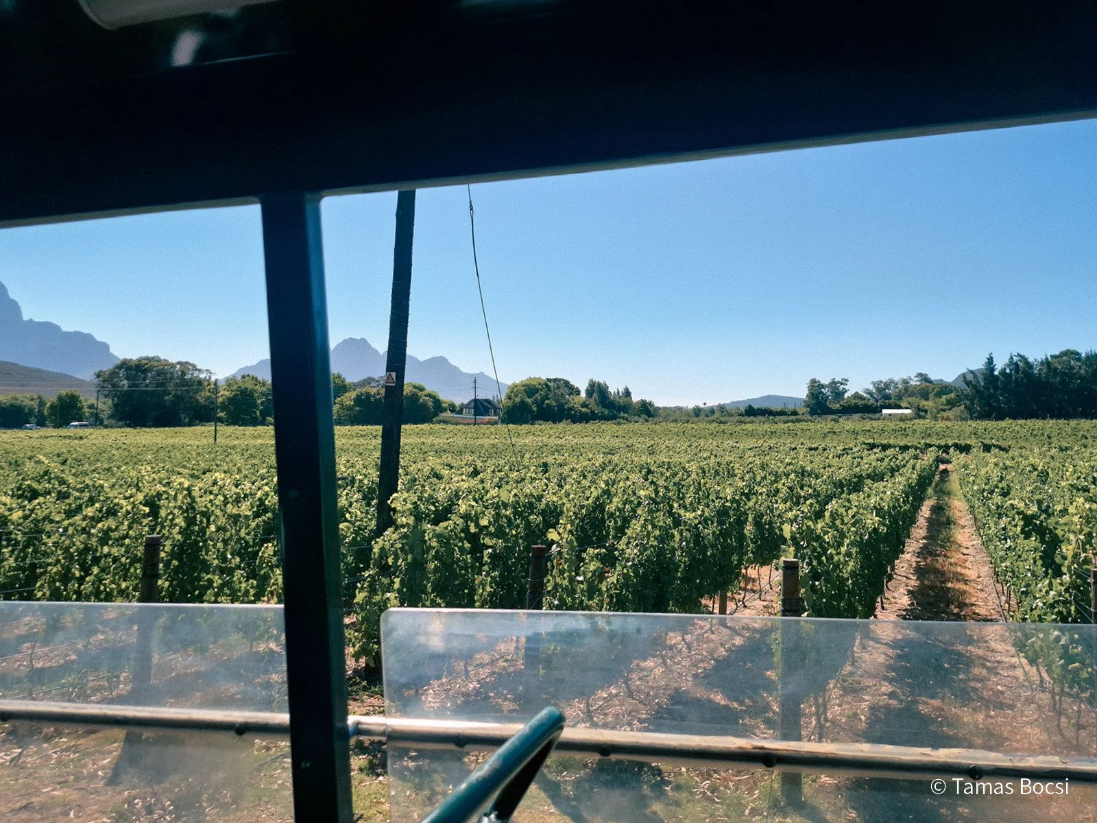 Holden Manz Vineyard