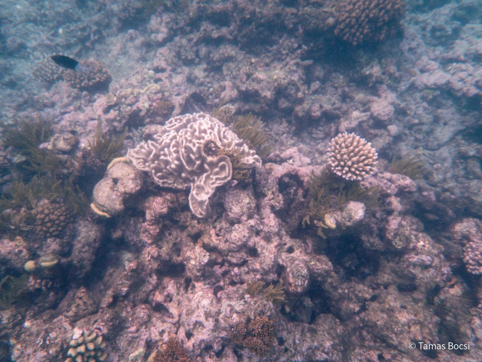 Great Barrier Reef Excusion