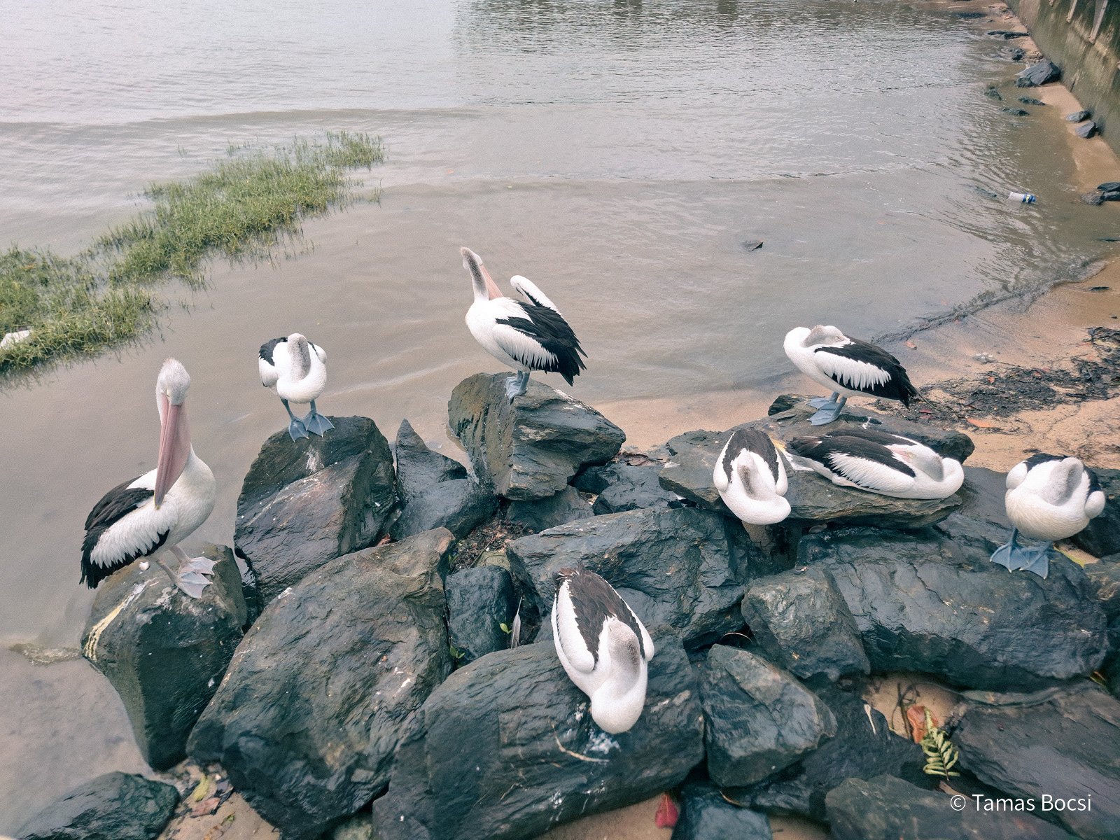 Pelicans