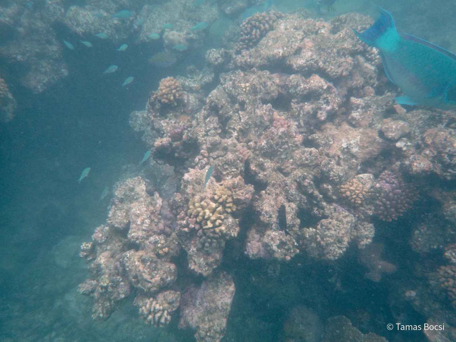 Great Barrier Reef Excusion