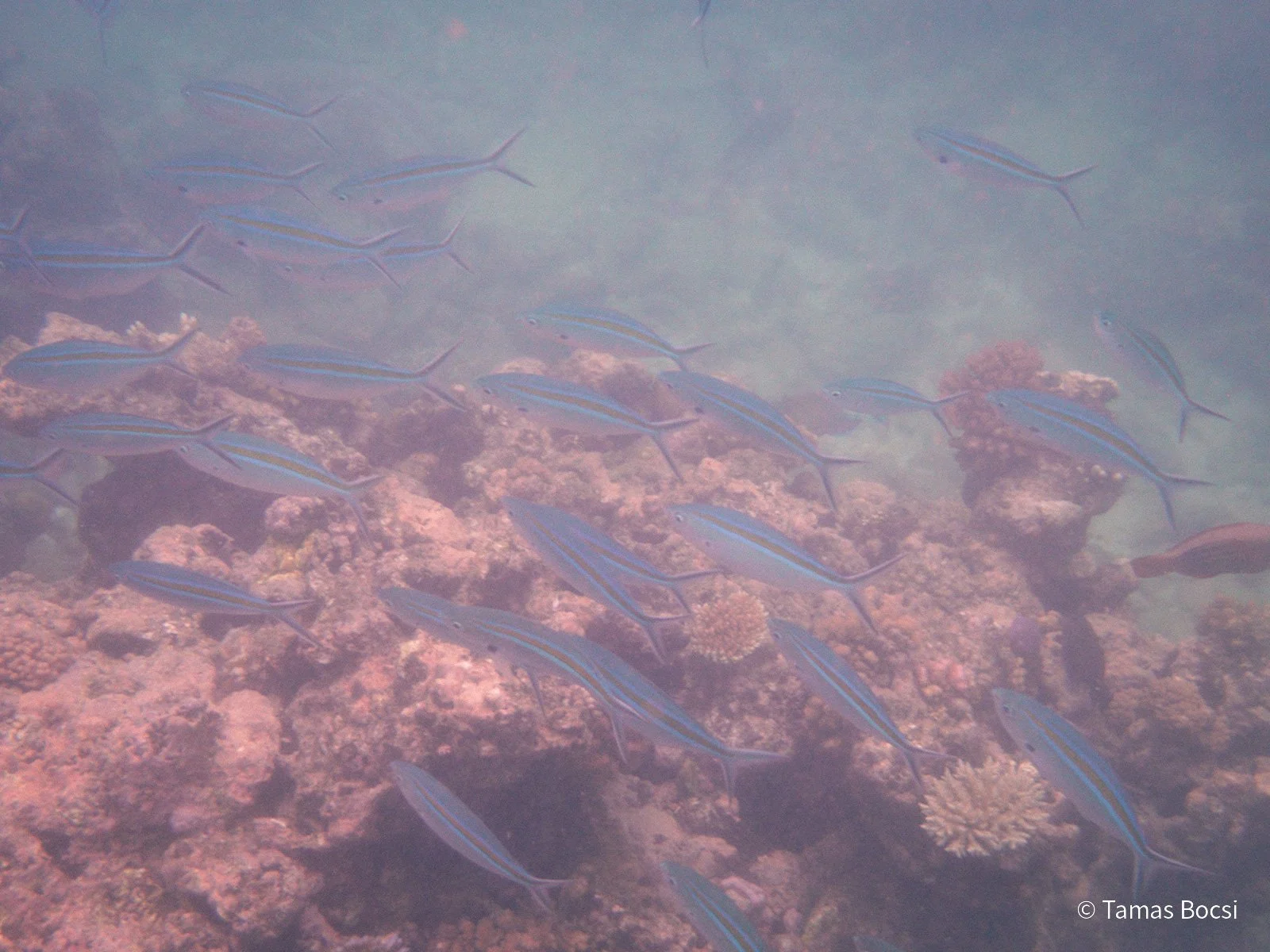 Great Barrier Reef Excusion
