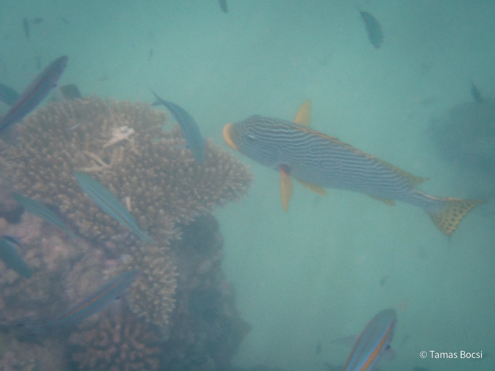 Great Barrier Reef Excusion