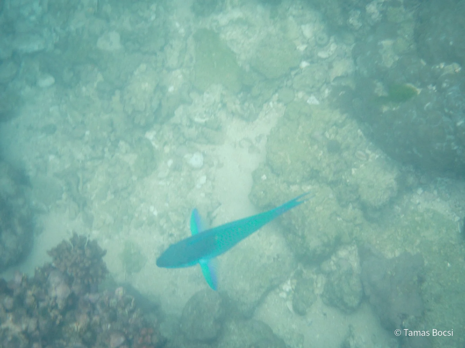 Great Barrier Reef Excusion