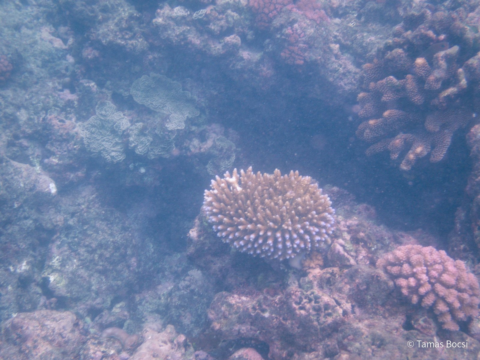 Great Barrier Reef Excusion