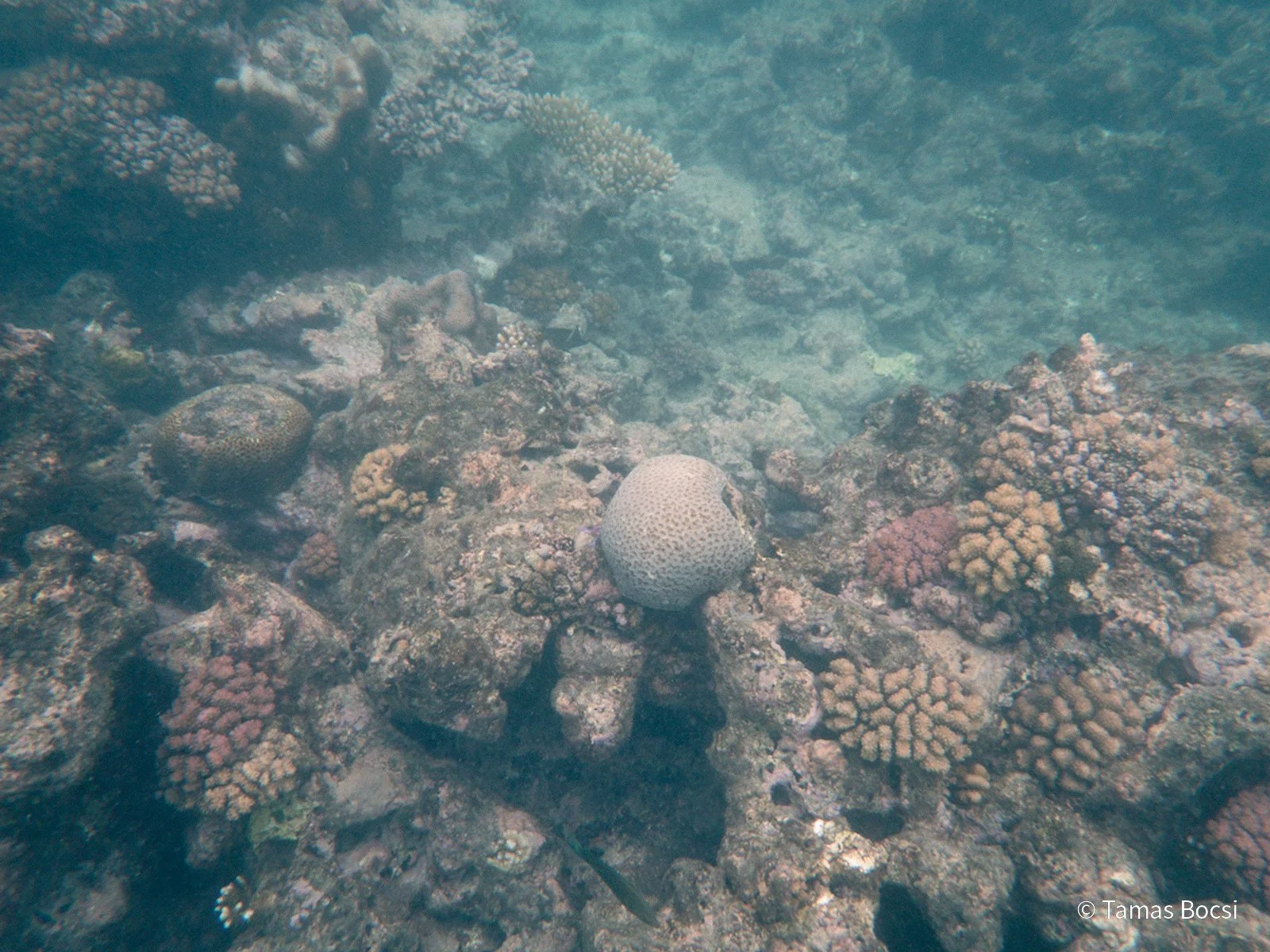 Great Barrier Reef Excusion