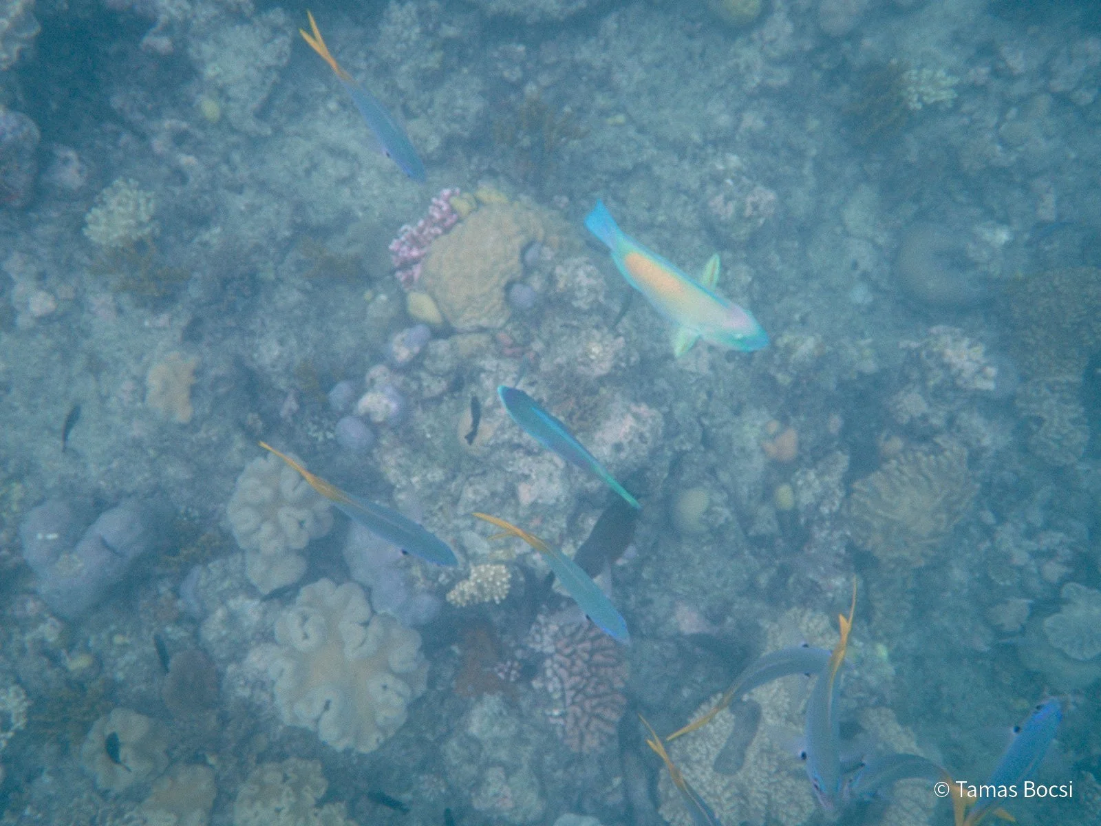 Great Barrier Reef Excusion