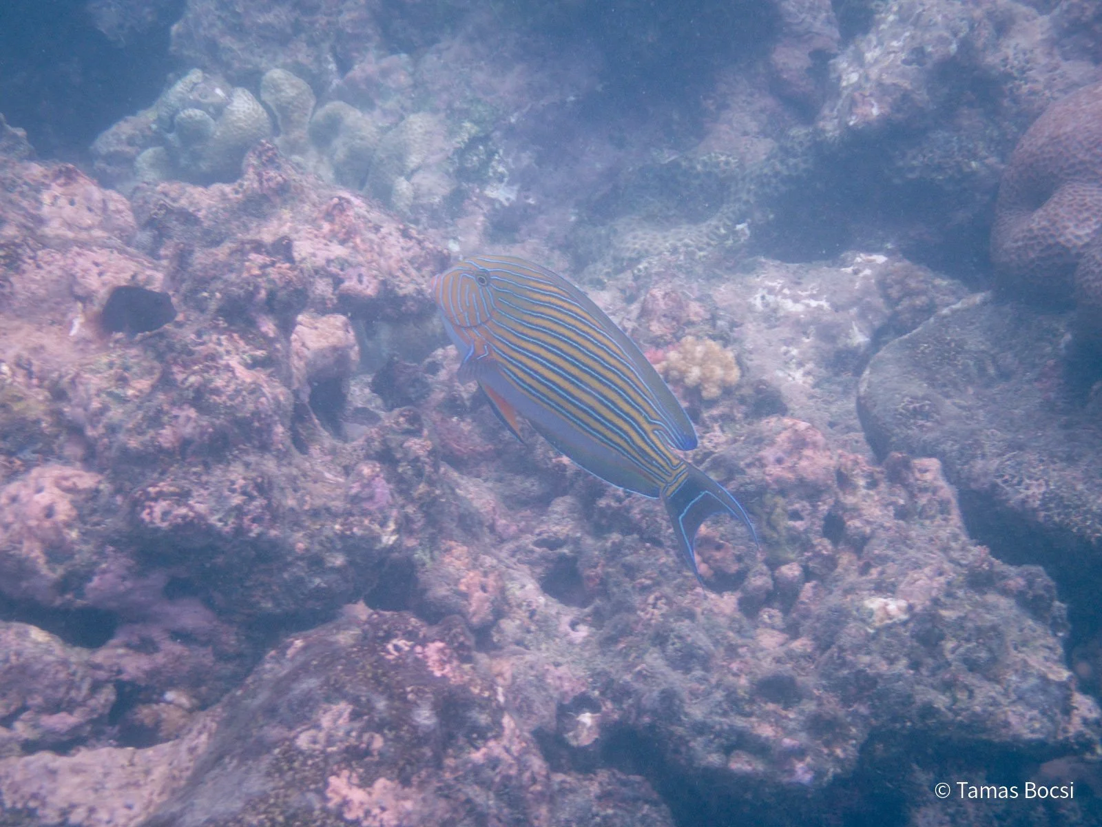 Great Barrier Reef Excusion