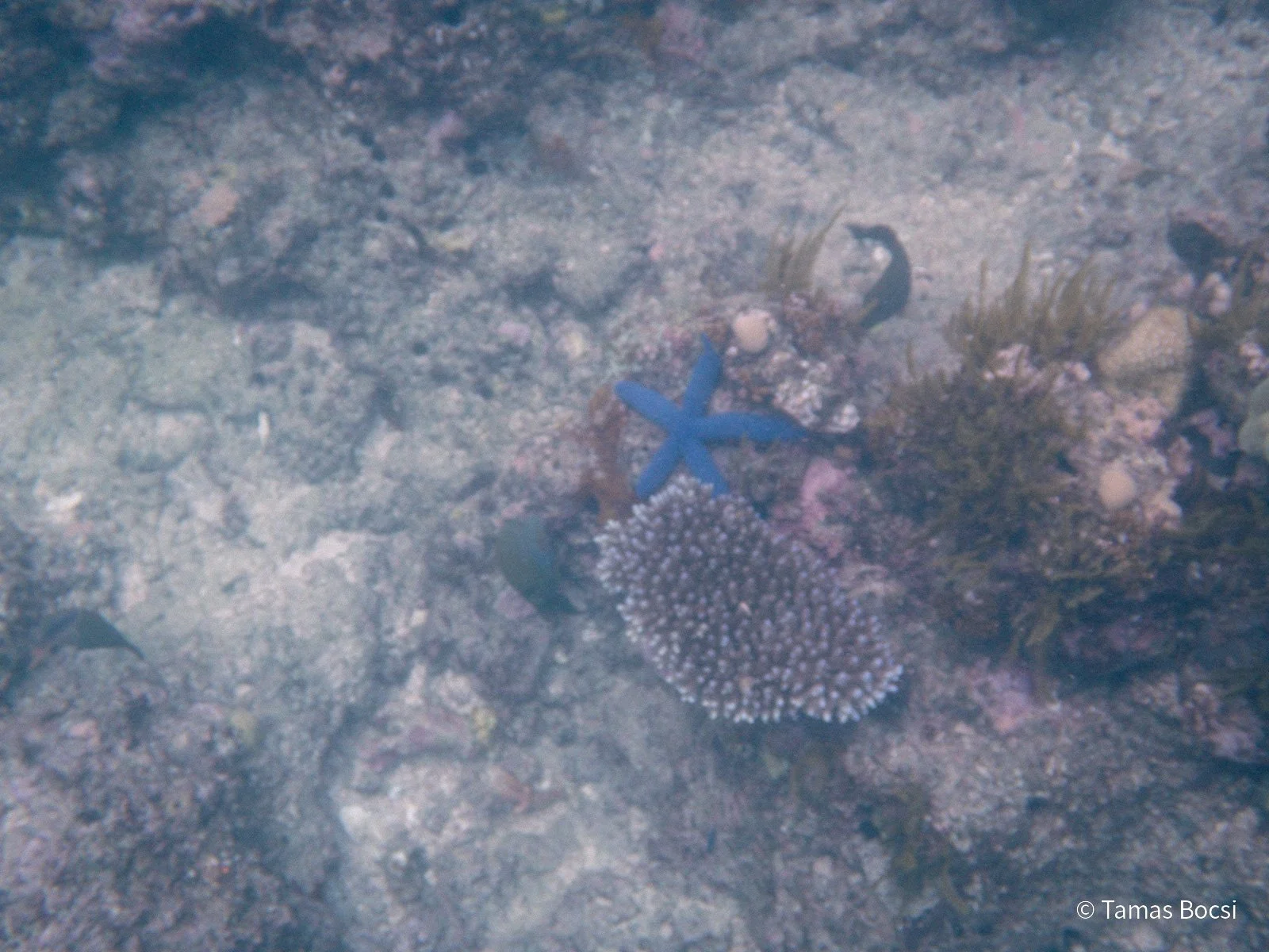 Great Barrier Reef Excusion