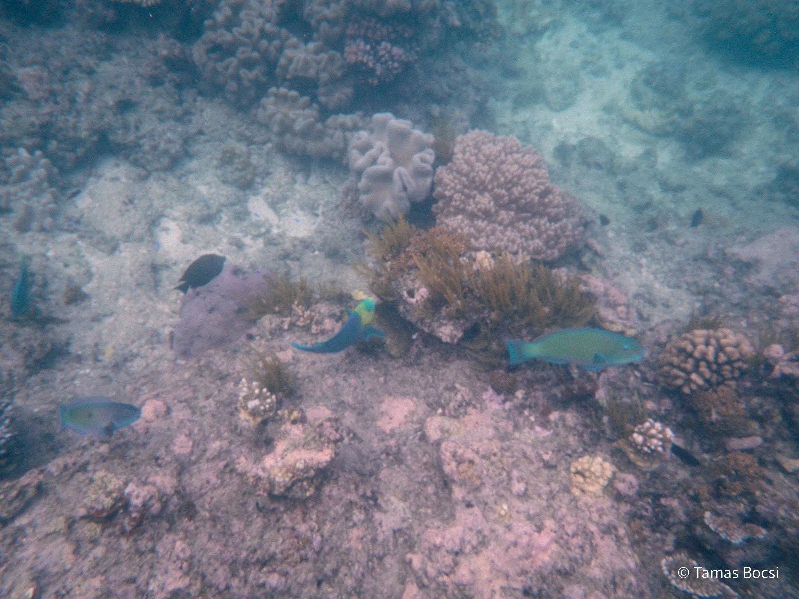 Great Barrier Reef Excusion