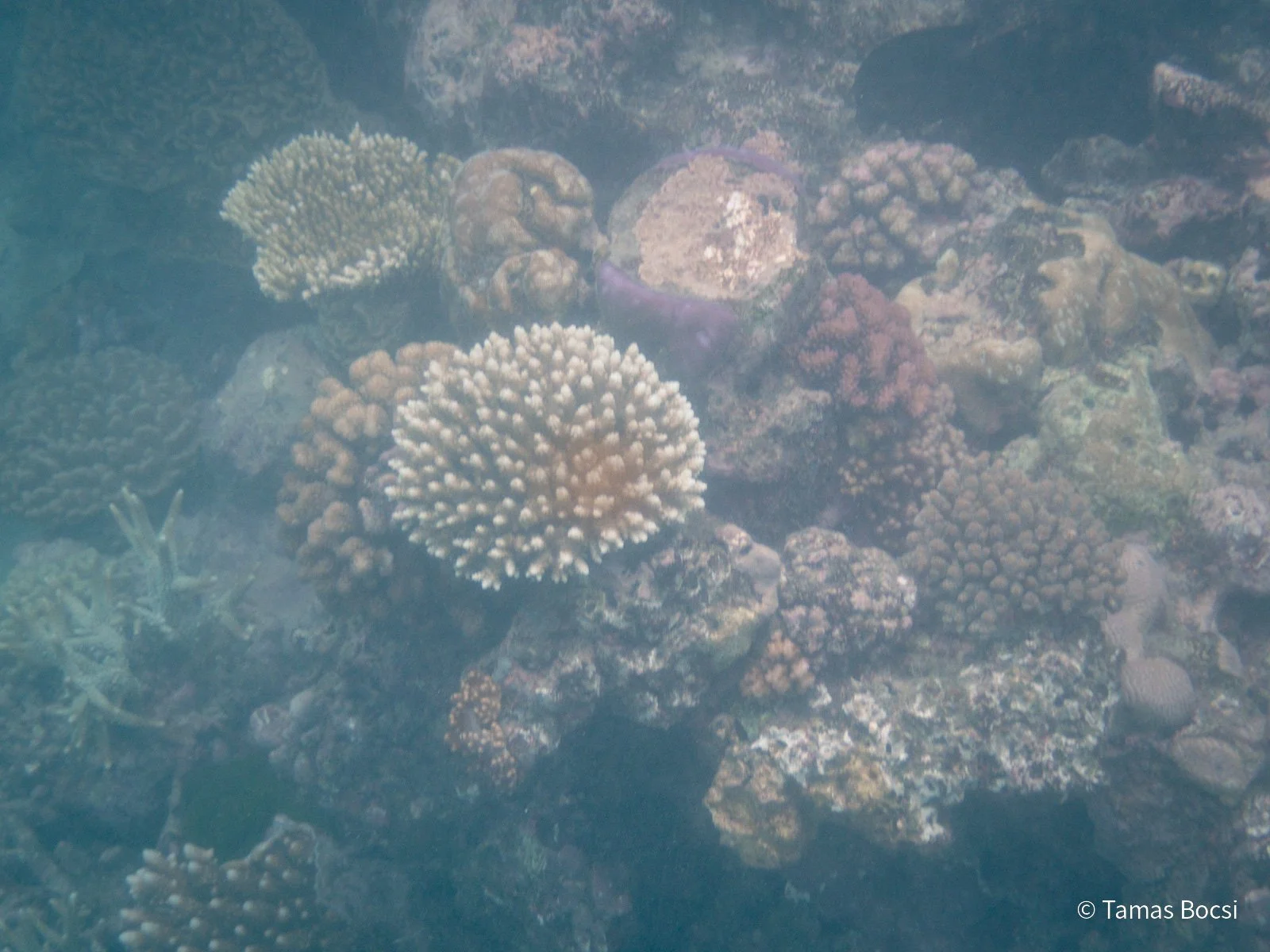 Great Barrier Reef Excusion