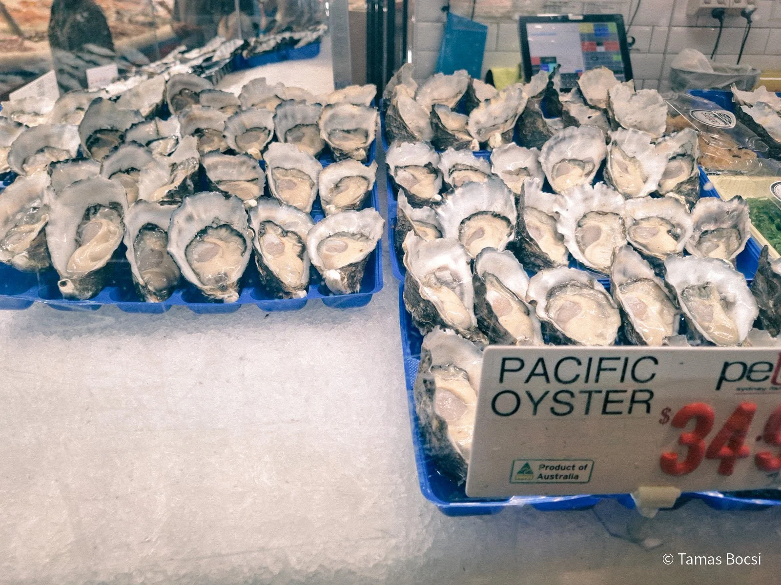 Oysters in Sydney Fish Market