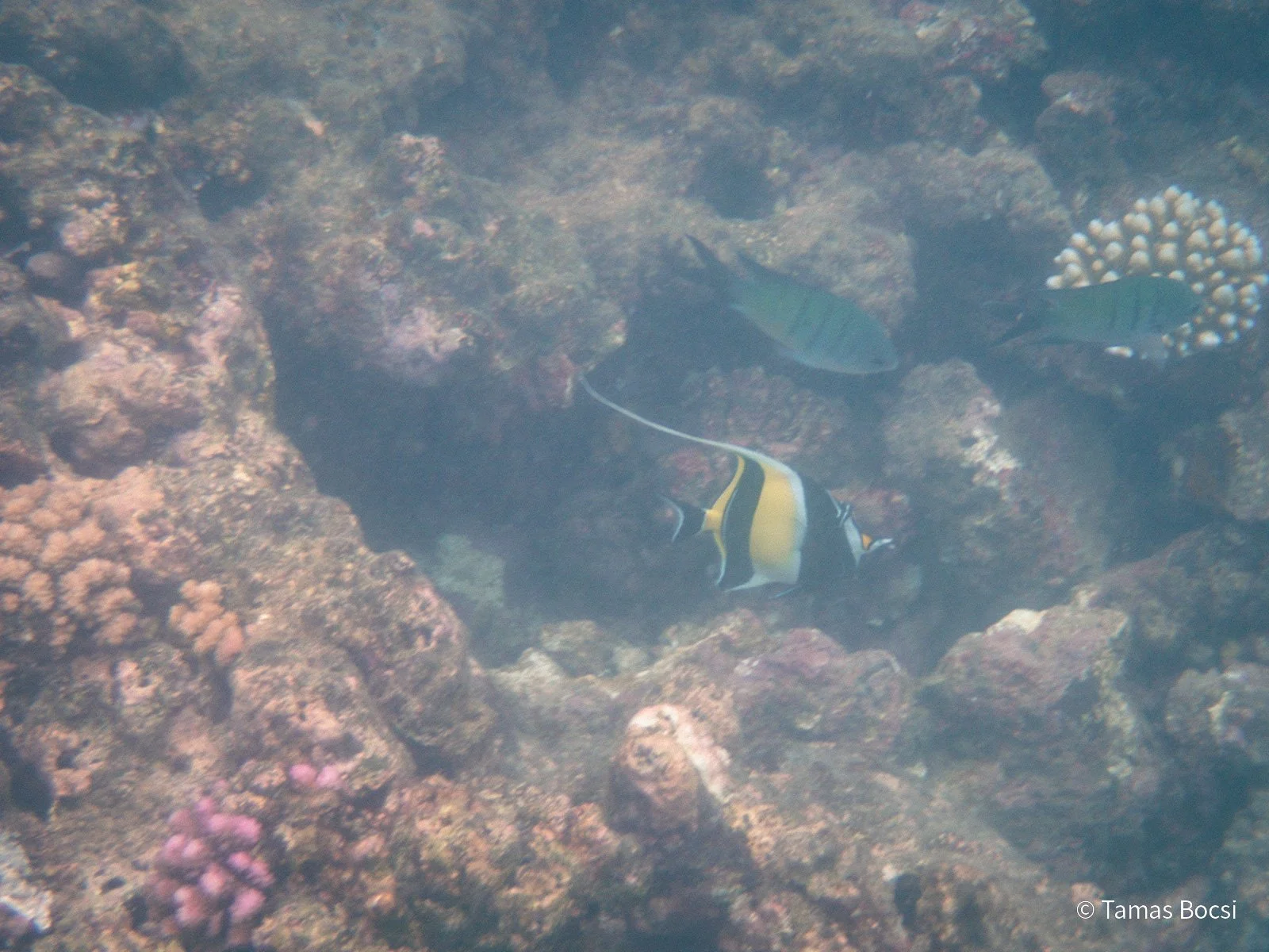 Great Barrier Reef Excusion
