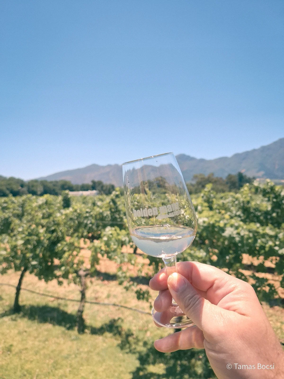 Wine tasting at Holden Manz Vineyard