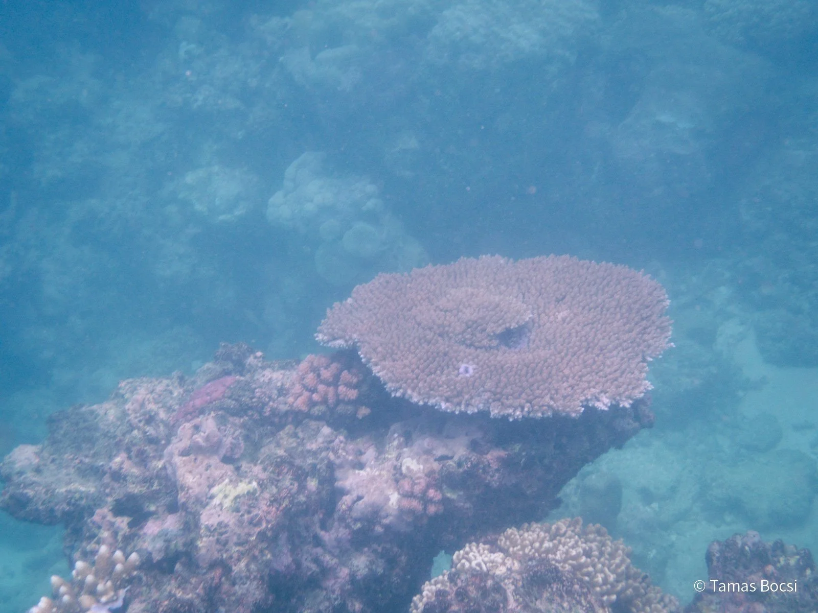 Great Barrier Reef Excusion