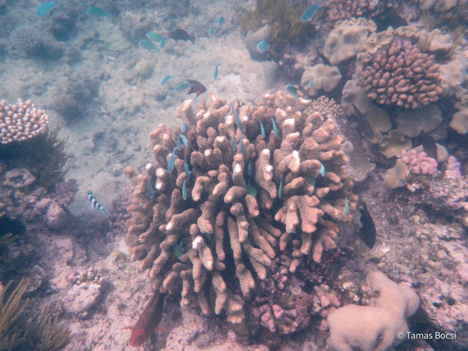 Great Barrier Reef Excusion