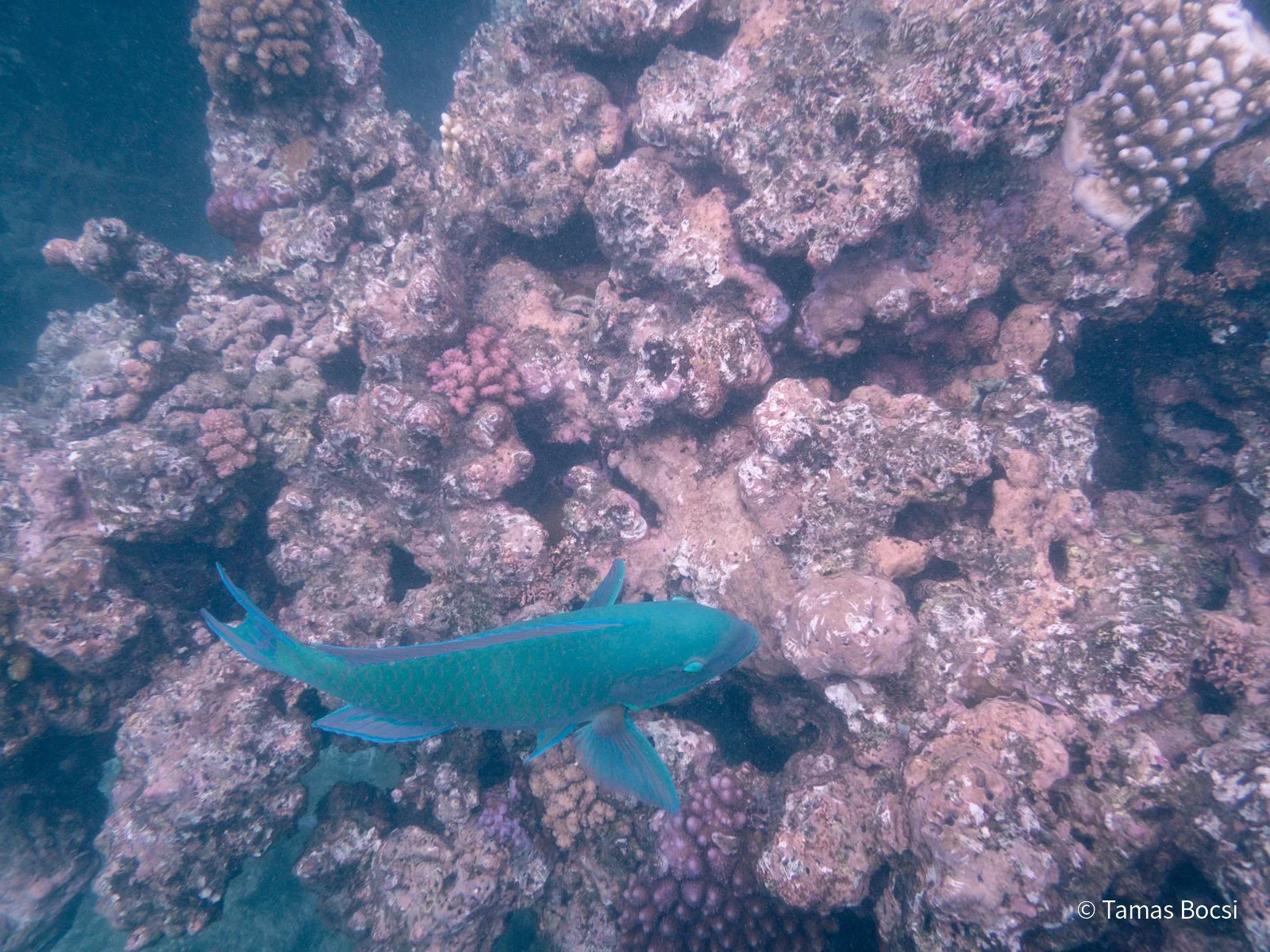 Great Barrier Reef Excusion