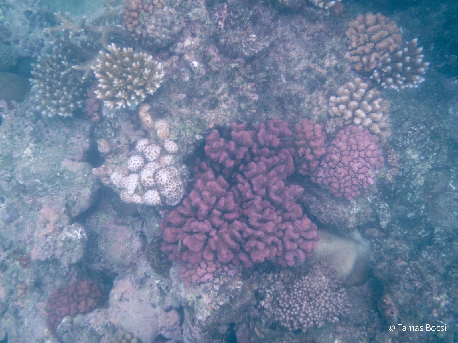 Great Barrier Reef Excusion