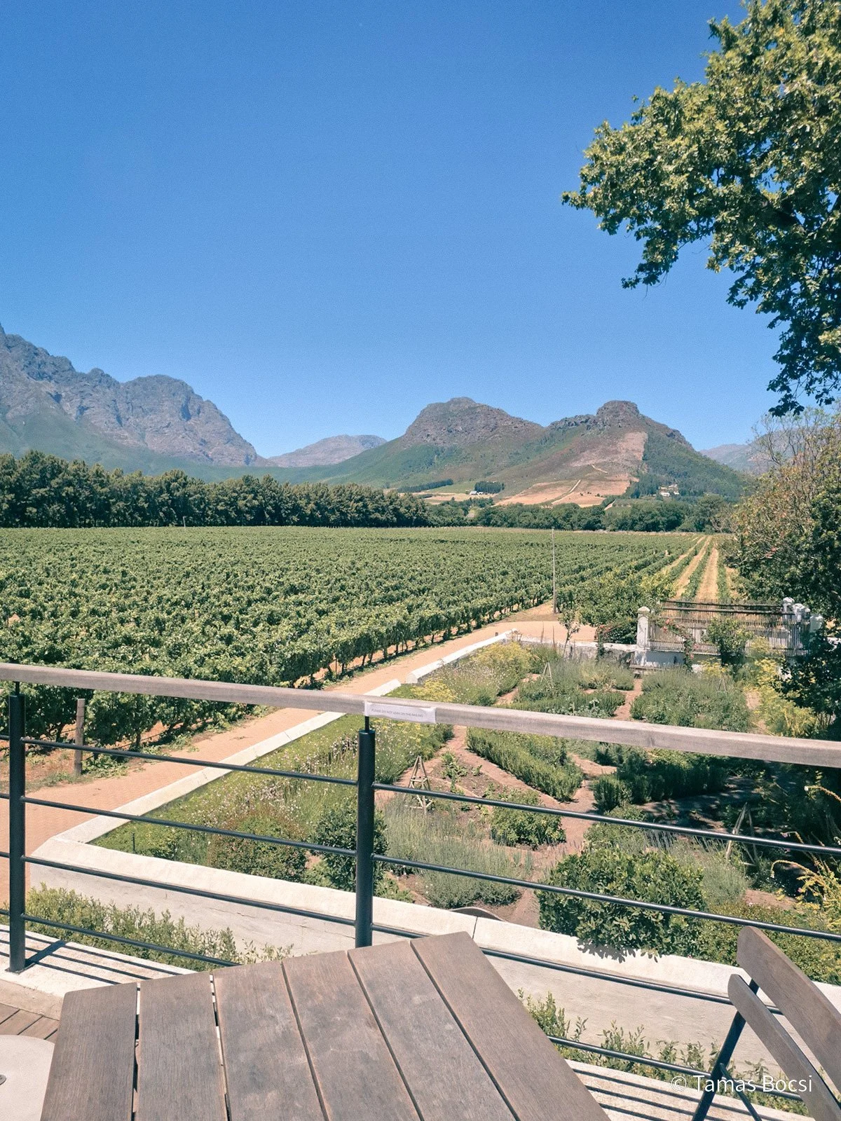 View over La Bri Vineyard