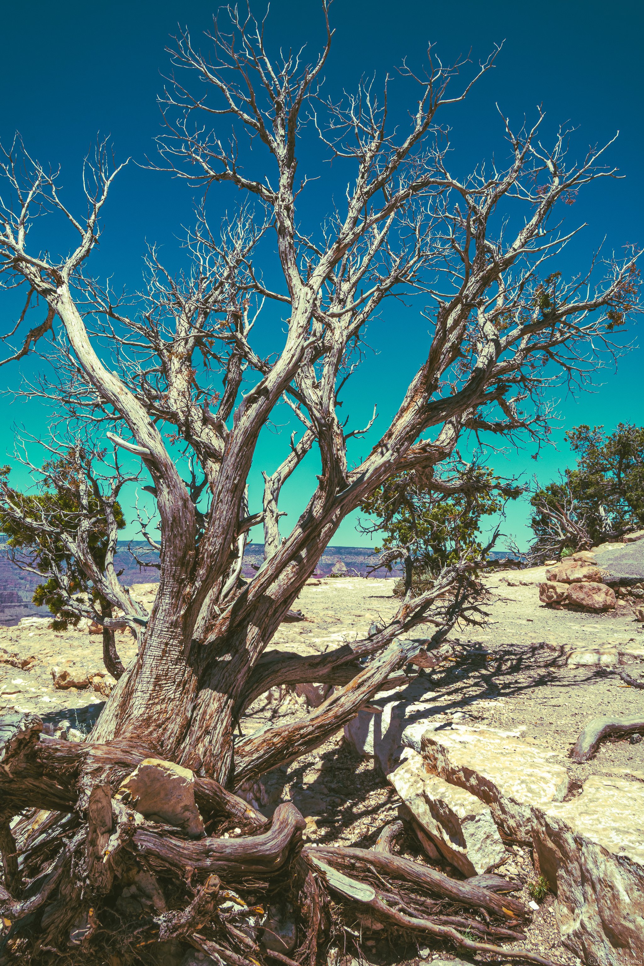 Tree in Gran Canyon