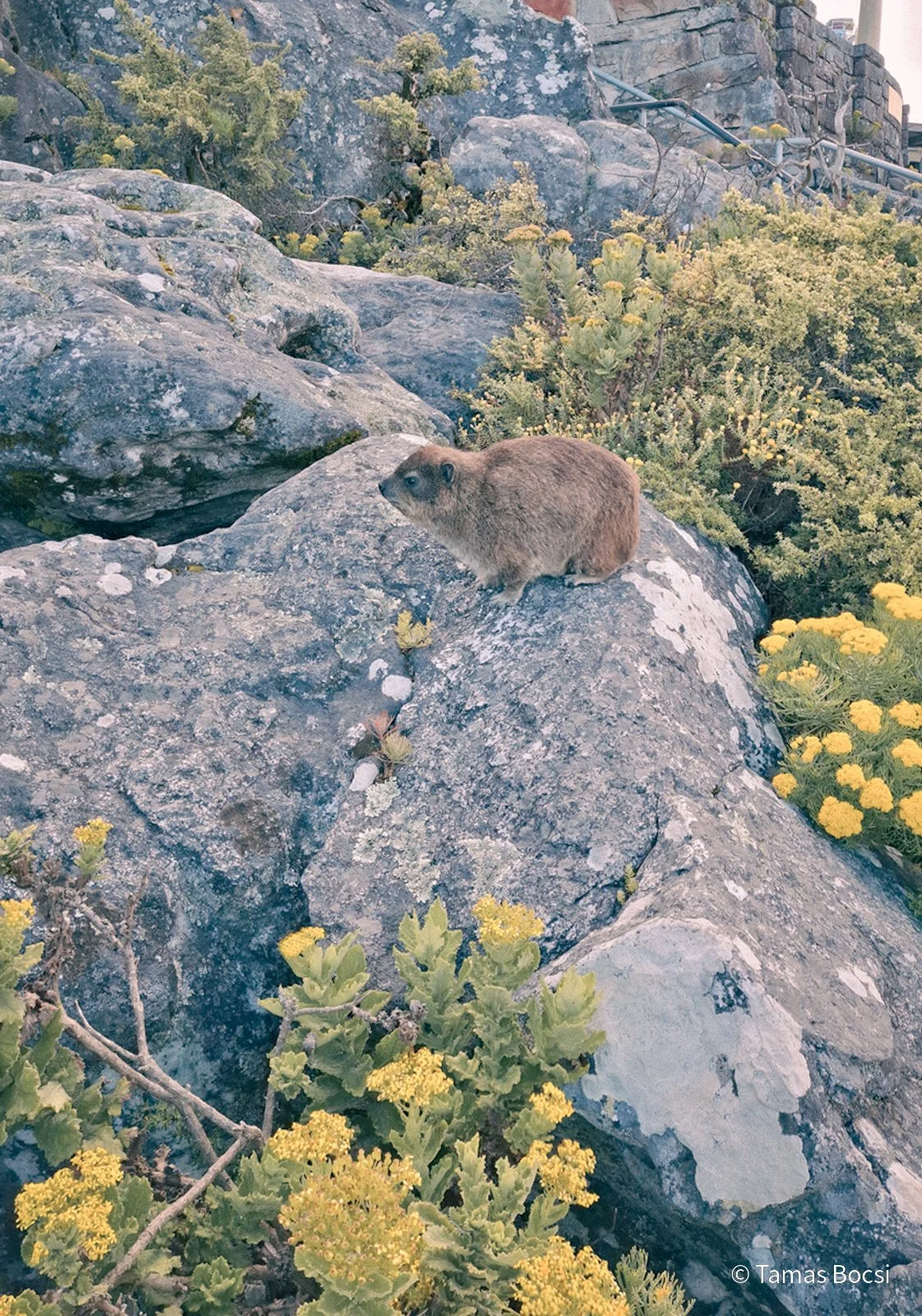 Rock Hyrax on Table Mountain