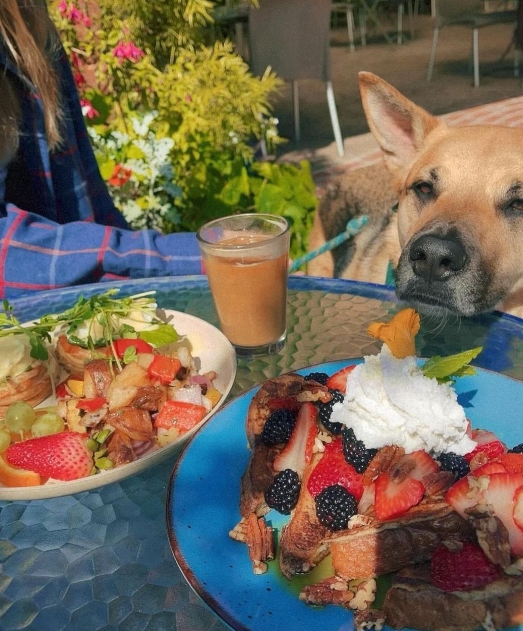 Sunday brunch in the garden: where good food, great company, and a furry friend make for the perfect recipe of happiness. 🌿🐾

Picture credit: @livalittlehavesomefun