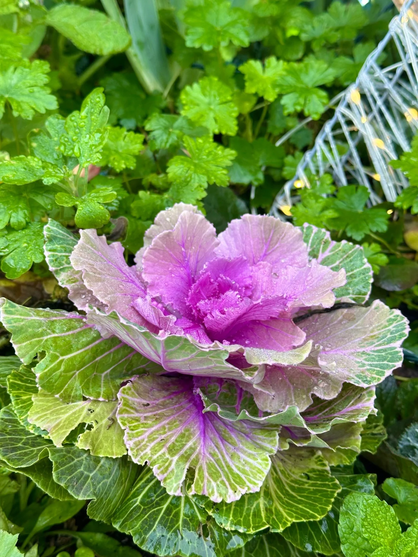 Winter dew making an appearance in the garden 🌻