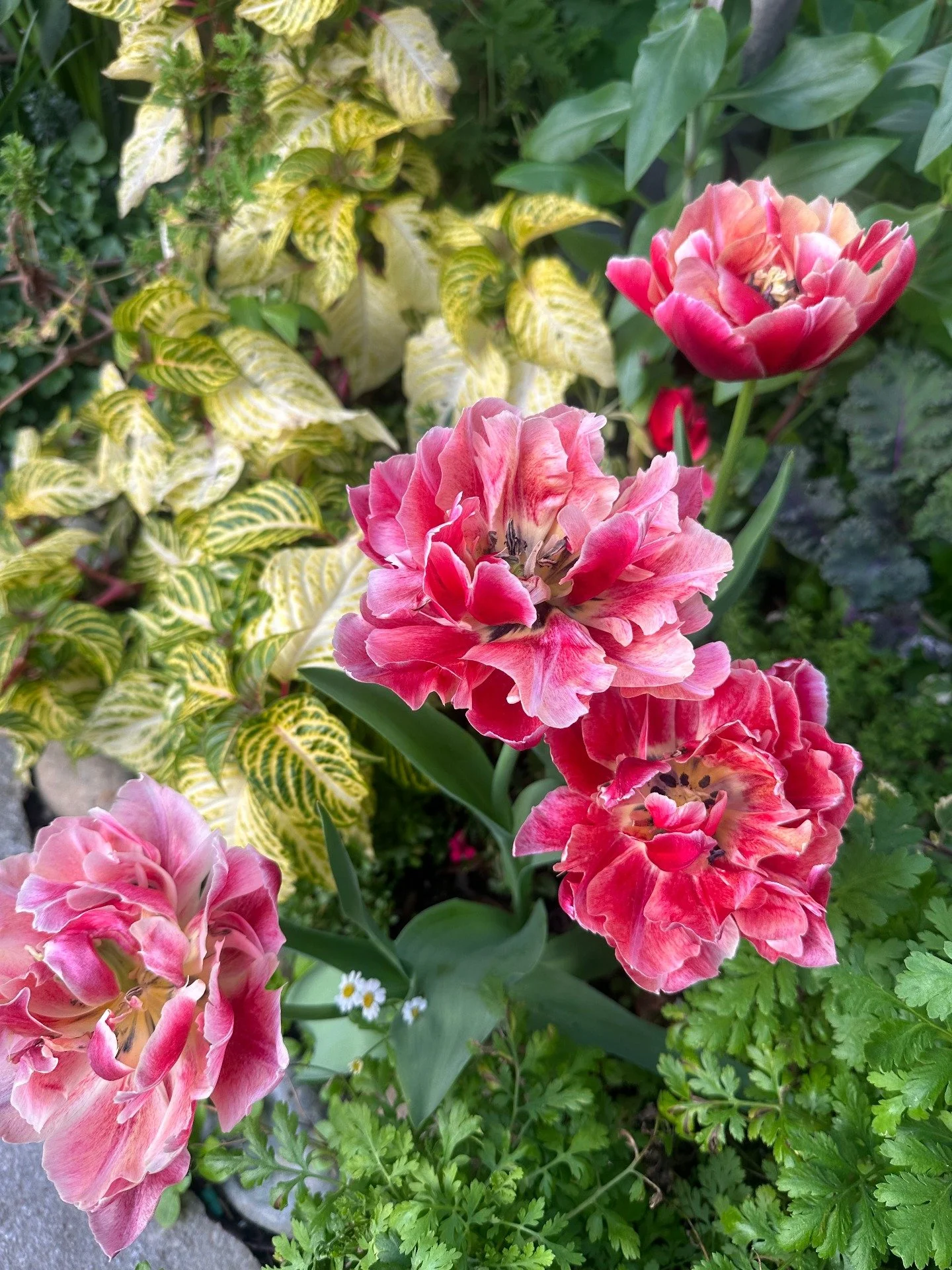 Spring is in the air 🌼