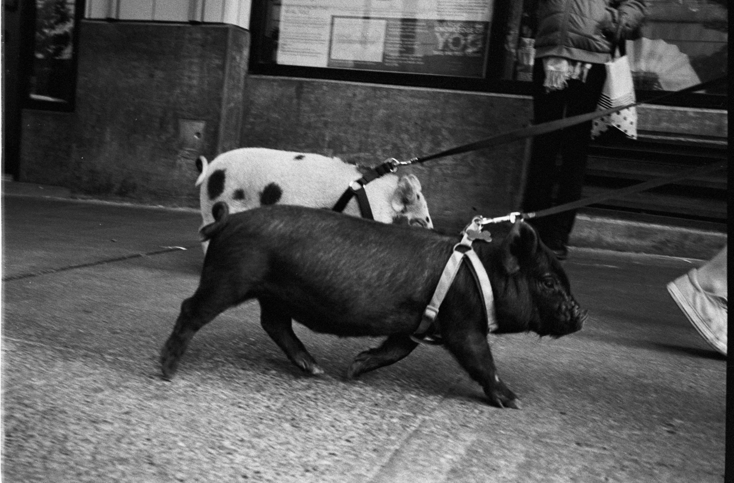 p88. pigs.jpg