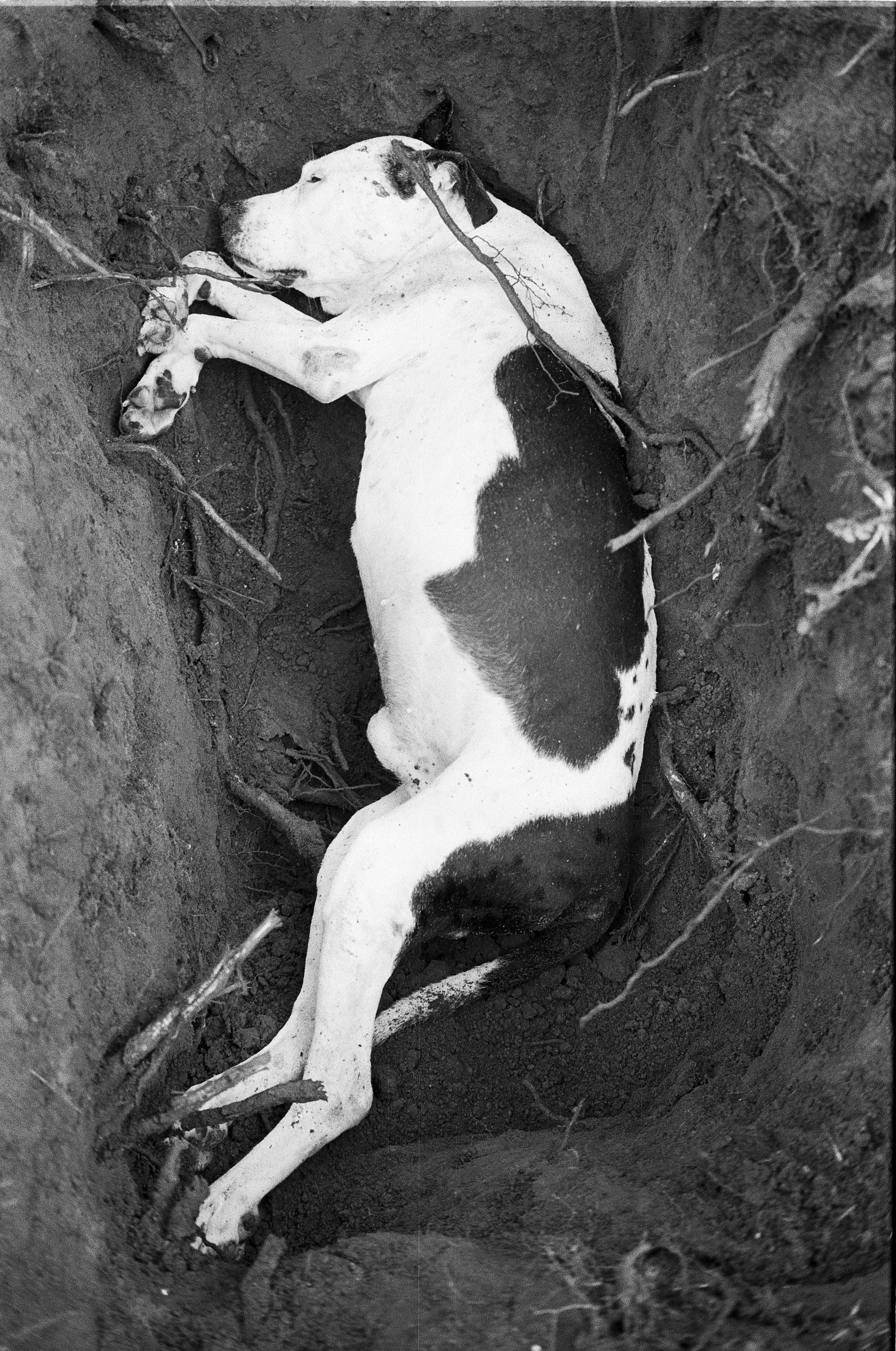 p84.r6.sue buried.jpg