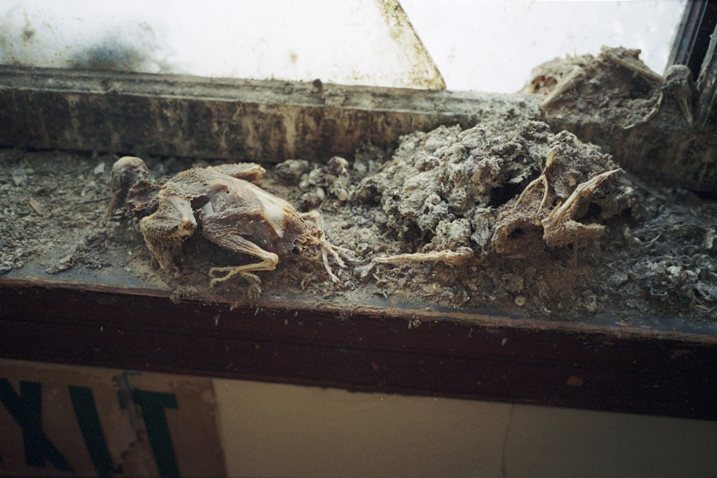 p15.r2.sqaut  copy.jpg