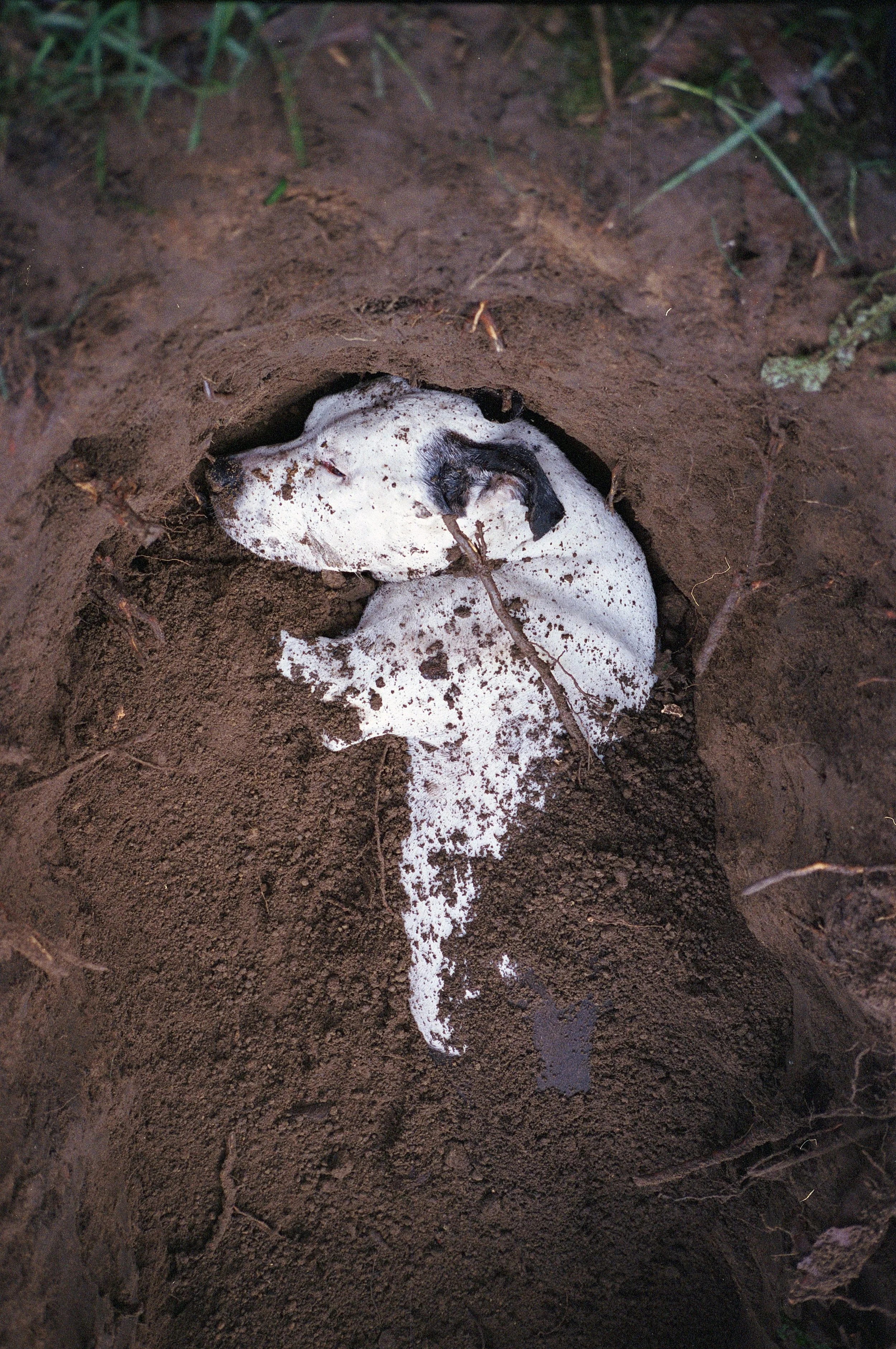 p83r7.bury sue (5).jpg