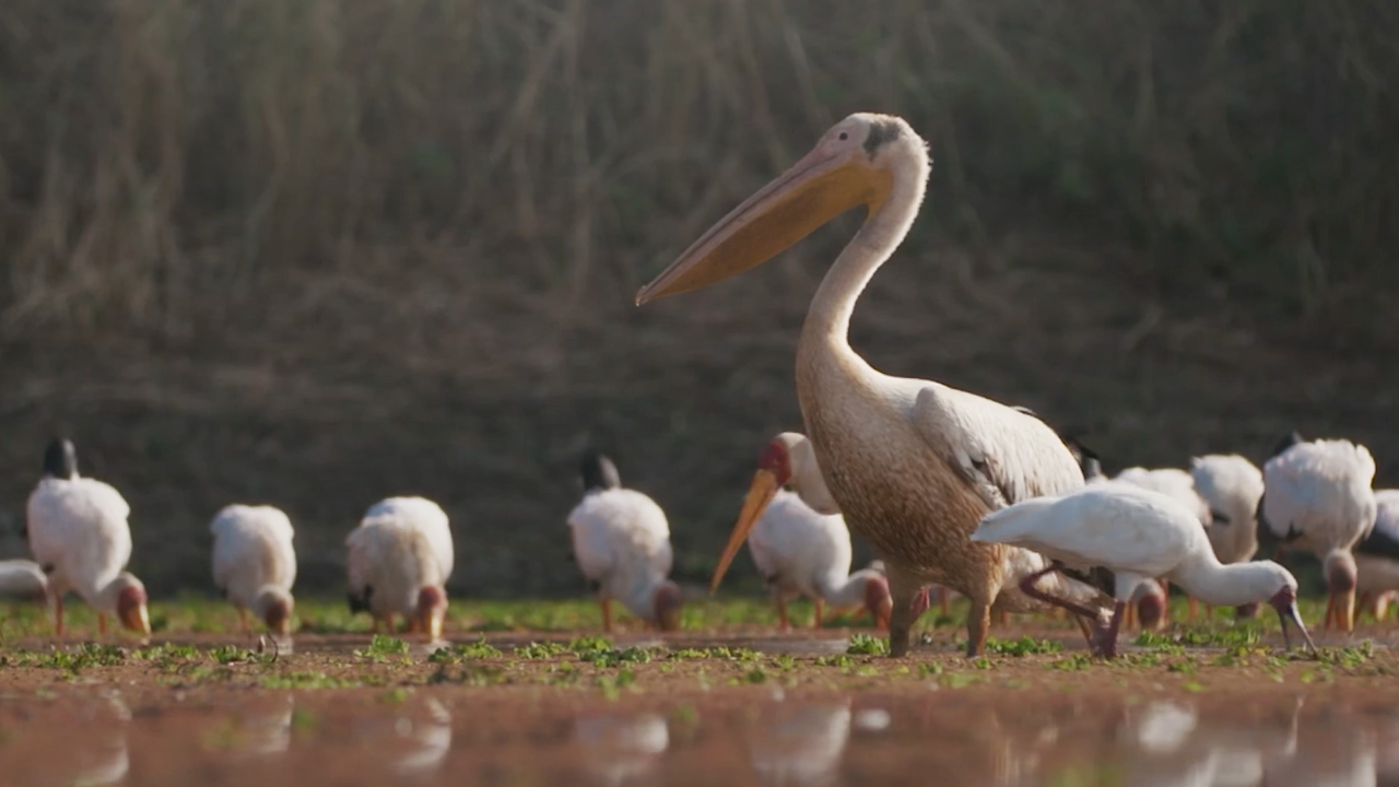 Mobilising More for Climate