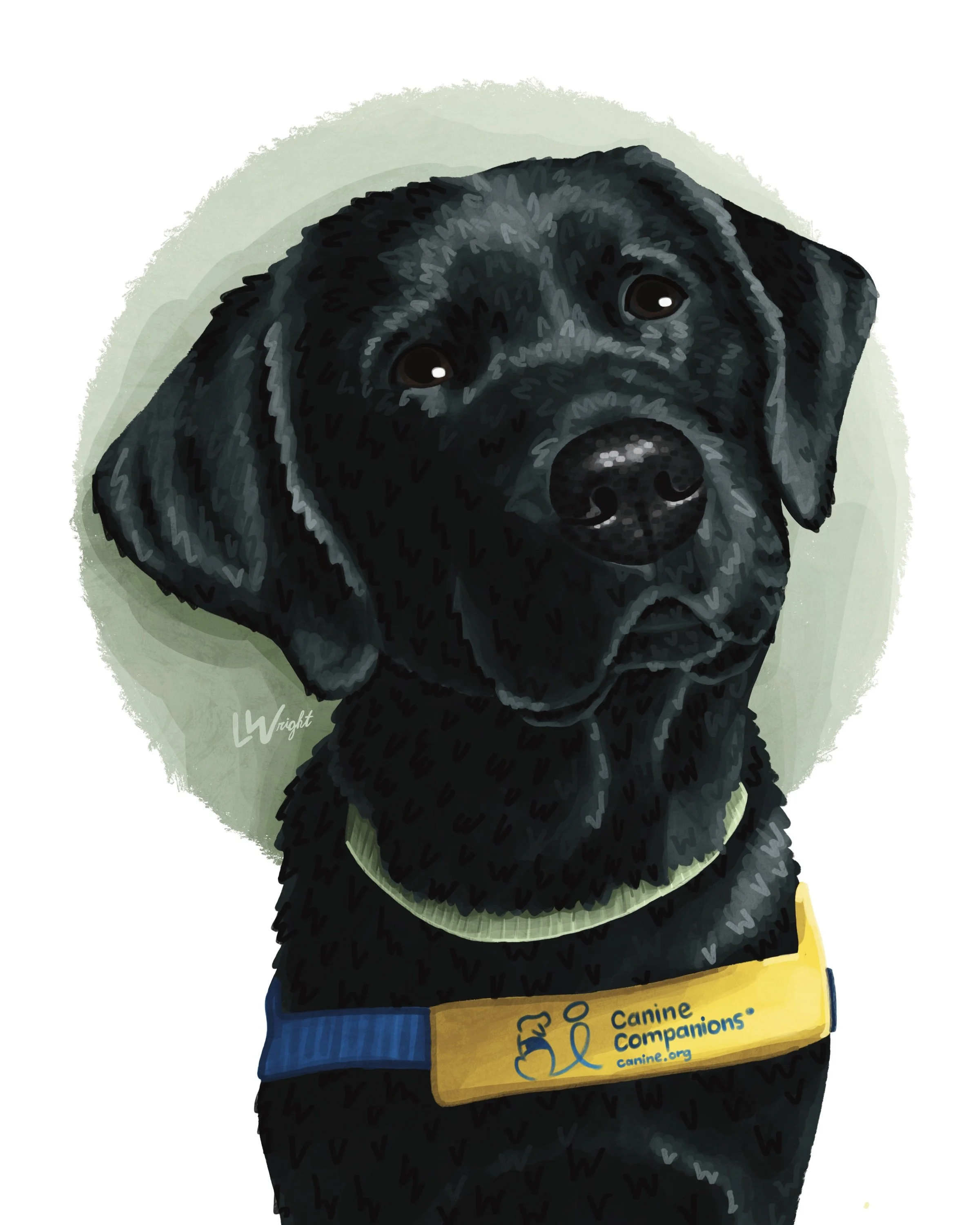 Collar + Harness