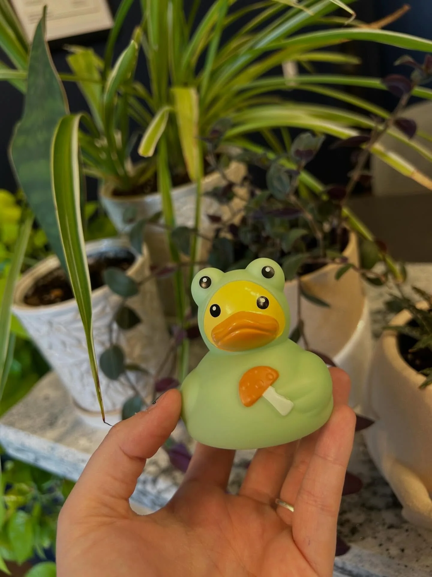 Something lucky is hopping around Steel House this week&hellip; 🍀🐸

On Thursday, Friday, and Monday, we&rsquo;ll be hiding a tiny frog duck somewhere around the community! The first person to find it and bring it to the office each day wins a small