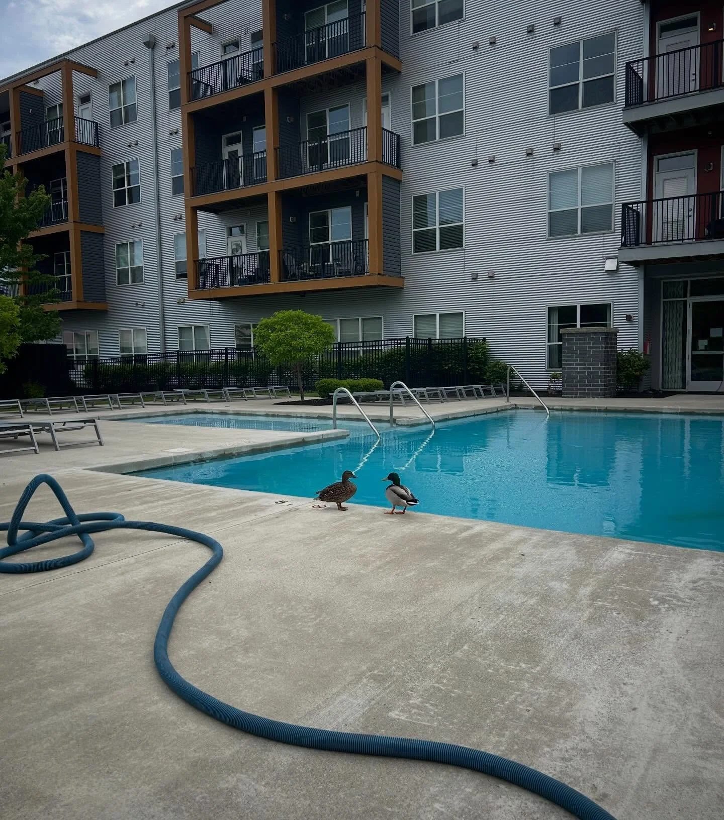 Pool season is almost here 👀☀️

We&rsquo;re planning to open the pool just in time for Memorial Day weekend, more details coming soon, so stay tuned!

While we were getting everything cleaned and ready, we had some unexpected (but very cute) visitor
