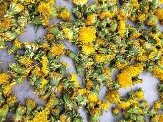 Dried Dandelion flowers
(Taraxacum officinale flos)
Southern Alberta and British Columbia
$9/100g