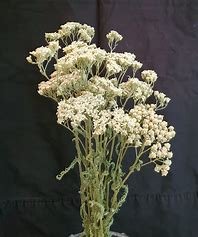 Dried Yarrow flowers and stems
(Achillea Millefolium)
Southern British Columbia
$13/100g
SOLD OUT