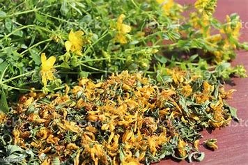 Dried St. Johns wort flowers and stems
(Hypericum Perforatum)
Southern British Columbia
$9/100g
FRESH ST. JOHN'S WORT IS AVAILABLE MID SUMMER. CONTACT TO PRE-ORDER