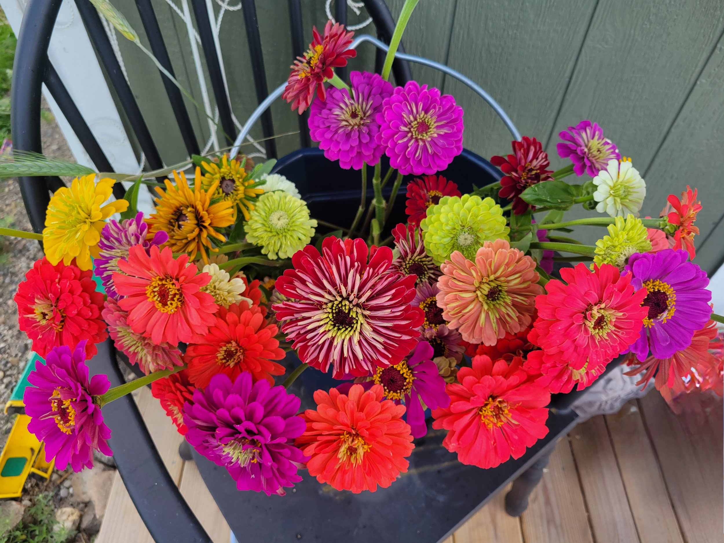 zinnia bucket.jpg