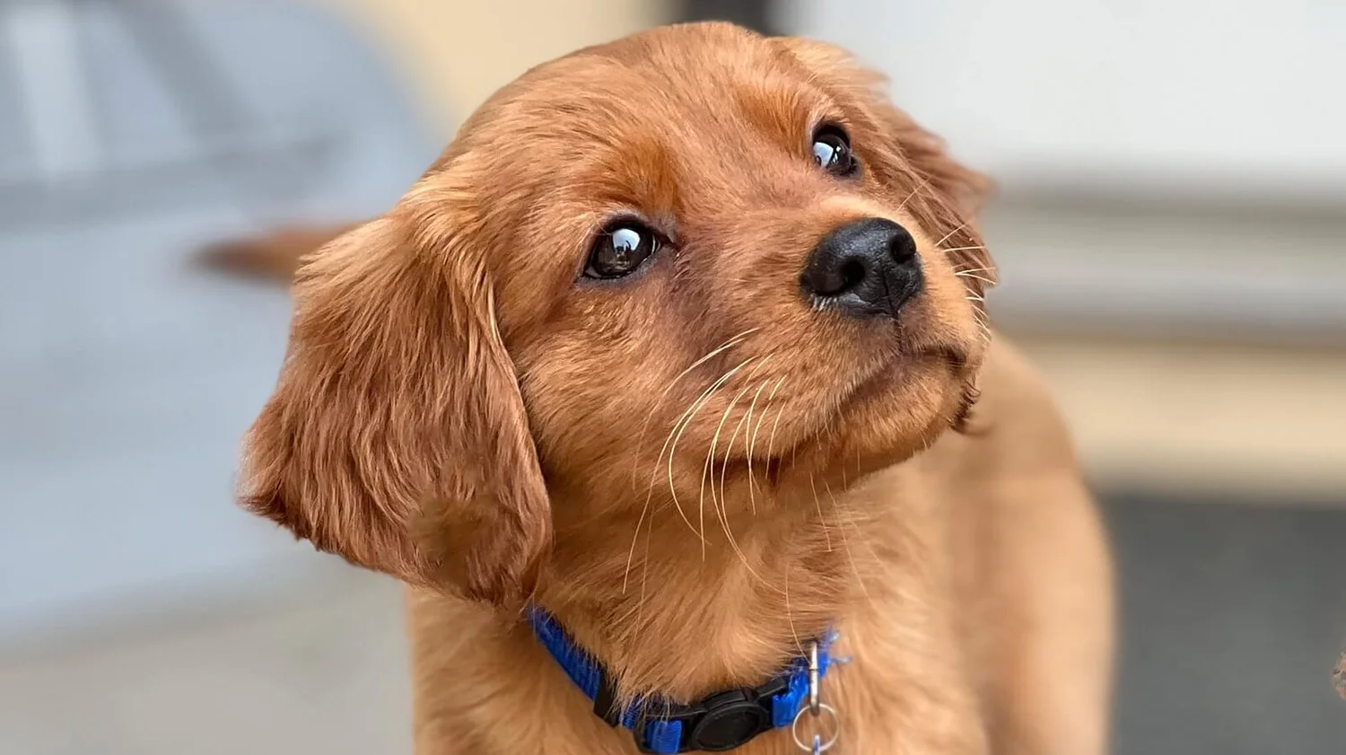 Bringing Home Baby — Pocket Full of Sunshine Miniature Golden Retrievers