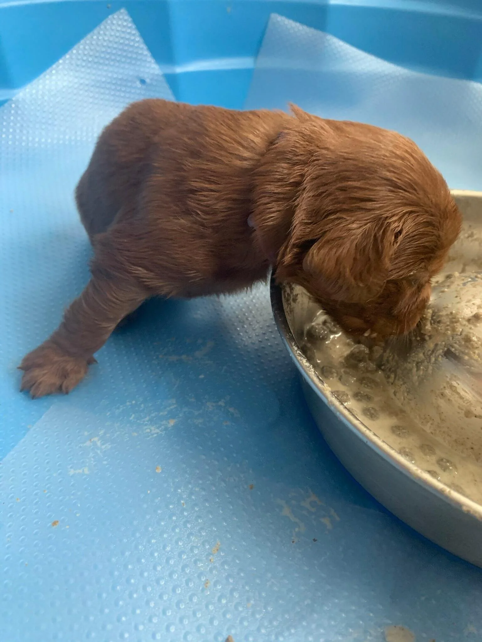 Building Empowered Pups Weeks 38 — Pocket Full of Sunshine Miniature