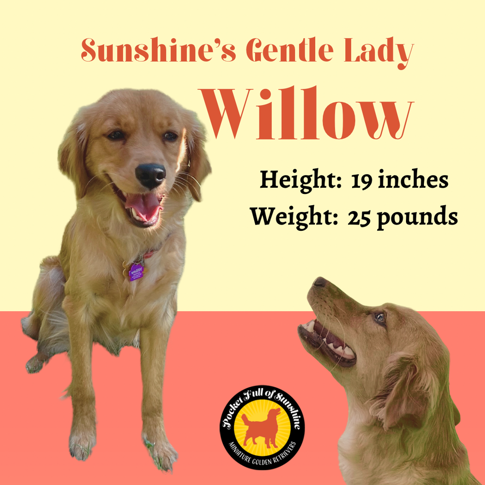 Our Ladies — Pocket Full of Sunshine Miniature Golden Retrievers