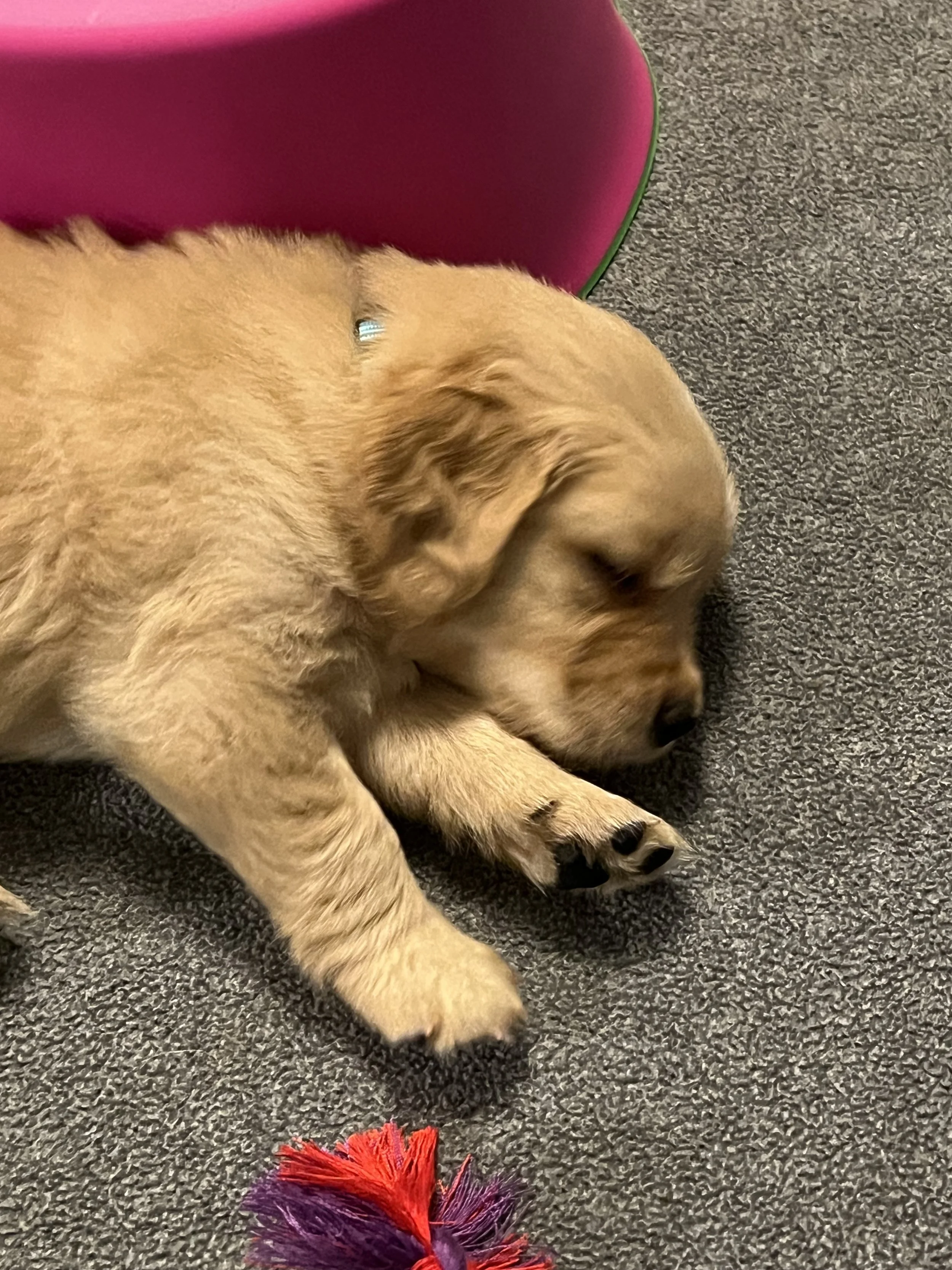 Application for Working Dog, Companion (Pet) and Guardian Placement