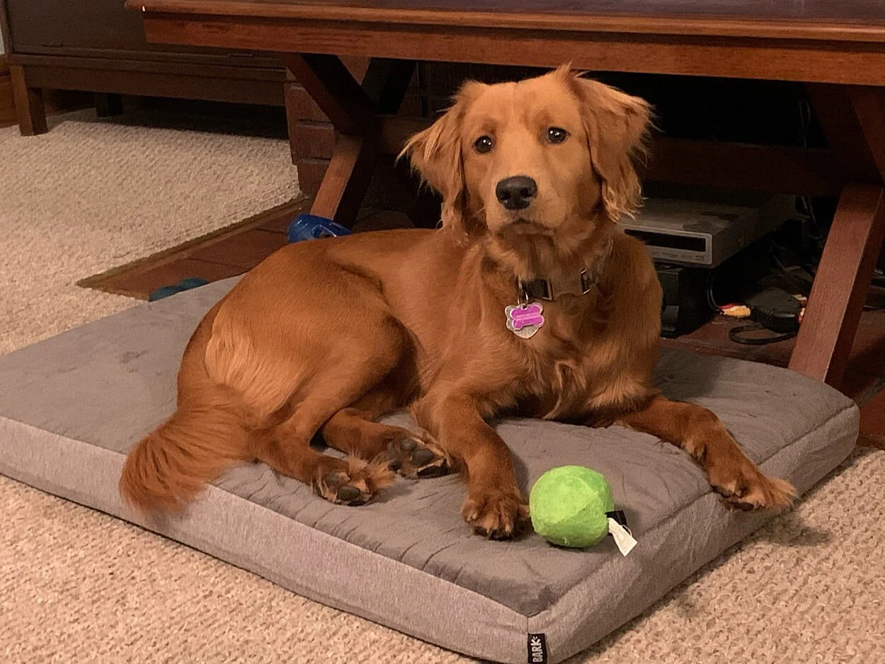 Gallery of Our Miniature Golden Retriever Pups — Pocket Full of